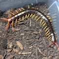 Vietnamese Centipede