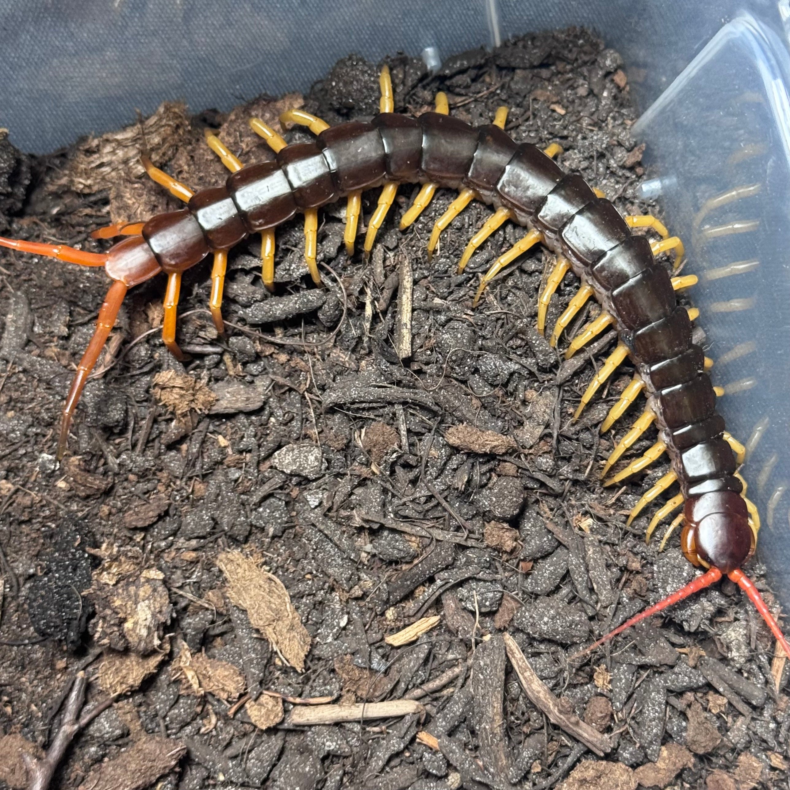 Vietnamese Centipede