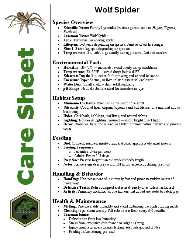 Pine Giant Wolf Spider