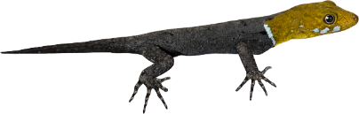 Yellow Headed Dwarf Gecko