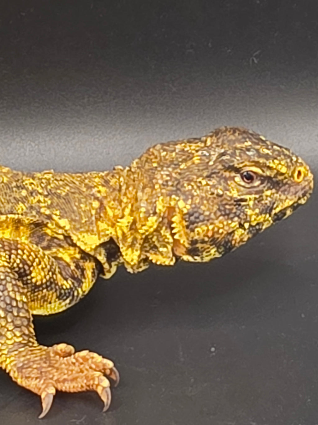 Yellow Nigerian Uromastyx