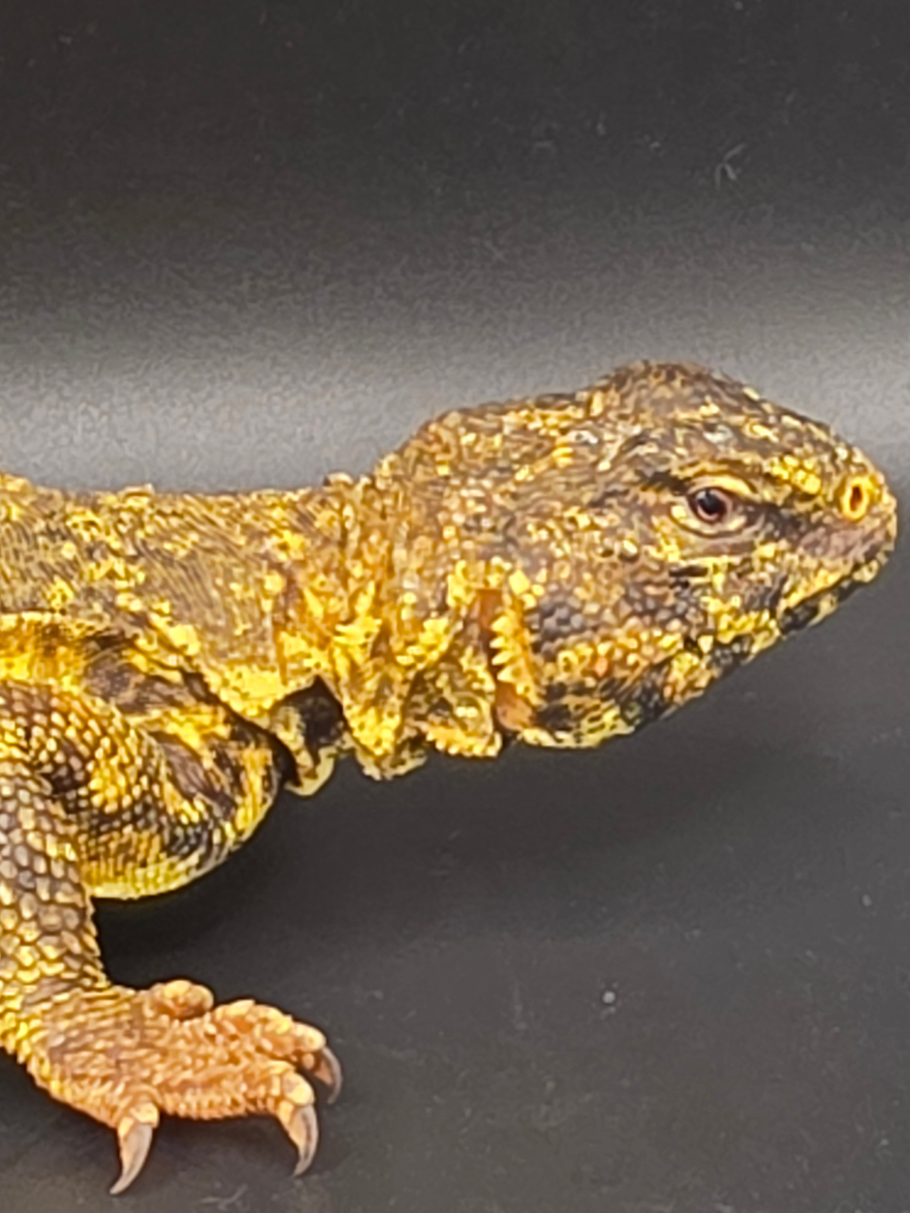 Yellow Nigerian Uromastyx