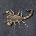 Chinese Swimming Scorpion Pair