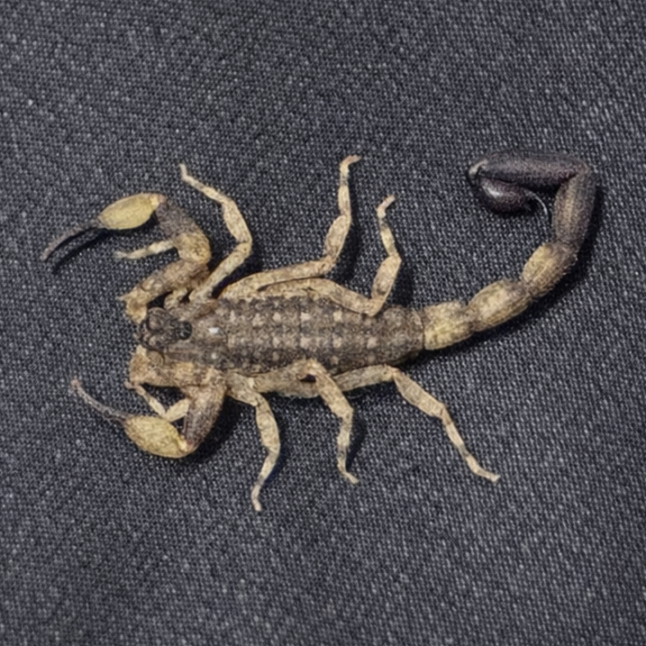 Chinese Swimming Scorpion Pair